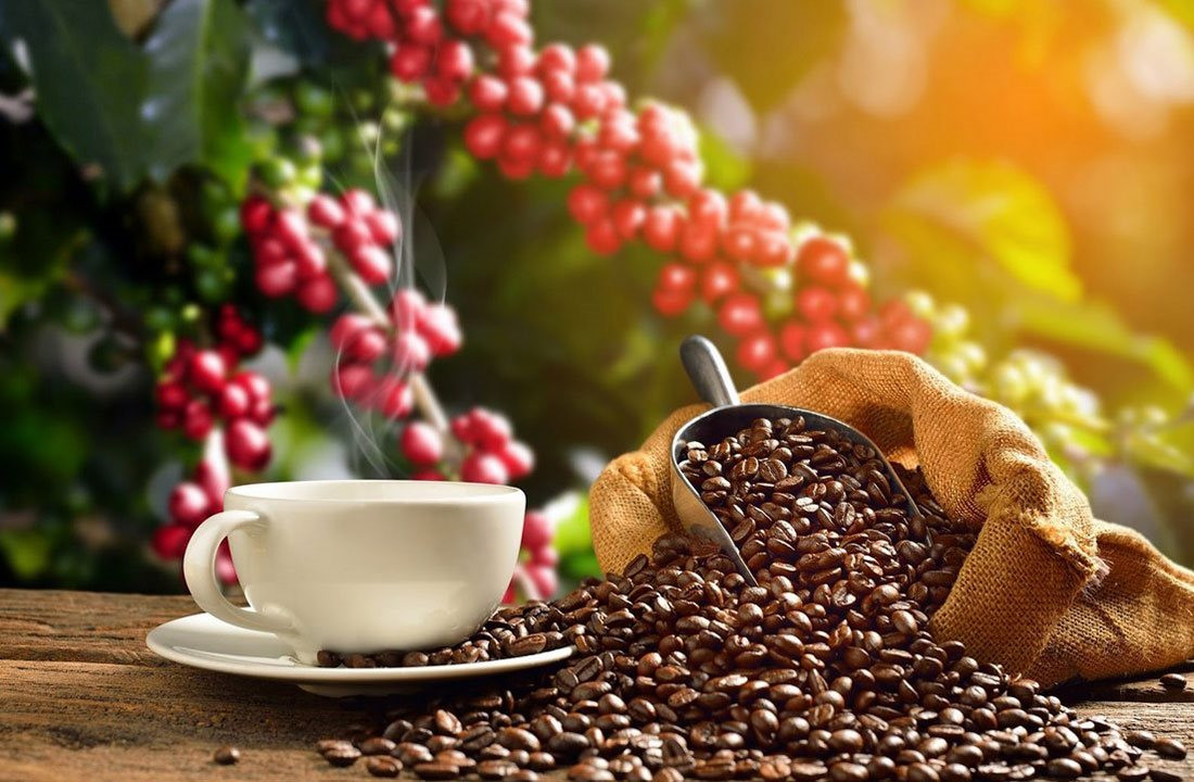 Giá cà phê hôm nay 12/9: Nhích nhẹ tại thị trường trong nước