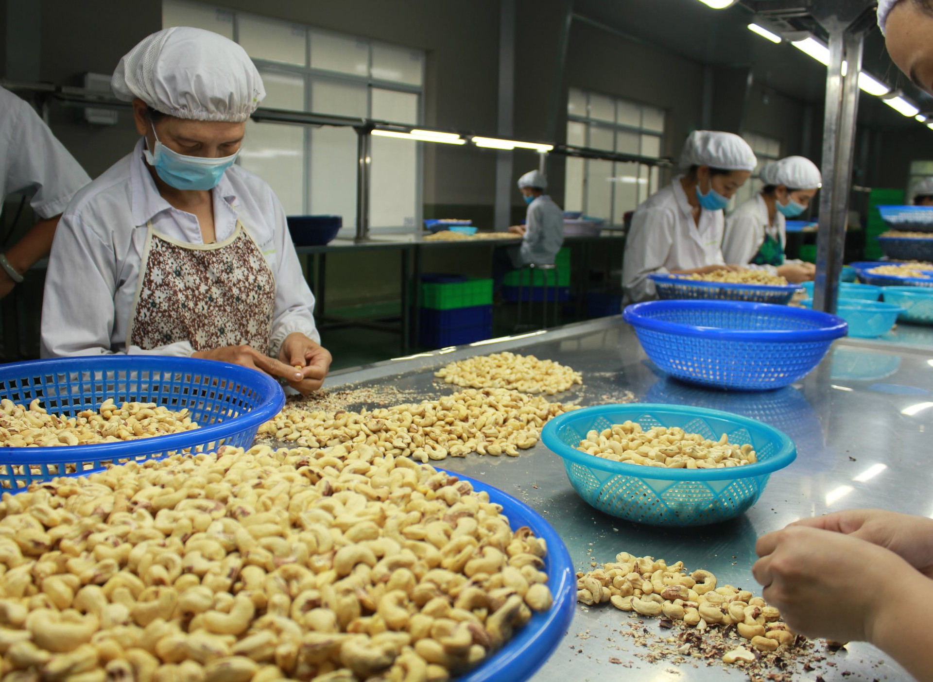 Xuất khẩu hạt điều Việt Nam đạt gần 2,3 tỷ USD trong 9 tháng