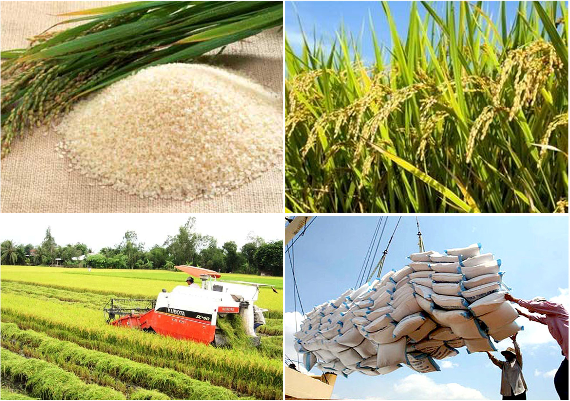 Xuất khẩu gạo: Việt Nam và Thái Lan sẽ tranh ngôi đầu bảng?